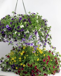 2 - 12" Hanging Baskets from Flowers by Ray and Sharon in Muskegon, MI