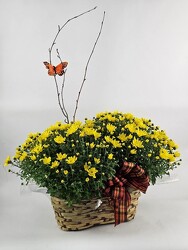 Fall Mums in an Oblong Basket from Flowers by Ray and Sharon in Muskegon, MI