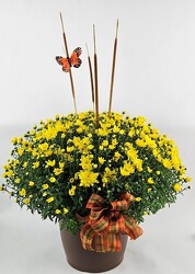 Fall Mum Patio Pot from Flowers by Ray and Sharon in Muskegon, MI