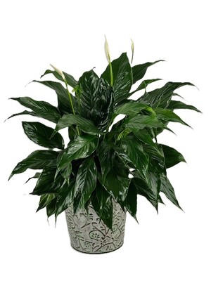 Peace Lily in a Tin from Flowers by Ray and Sharon in Muskegon, MI