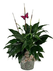 Peace Lily in a Tin with a twig and butterfly from Flowers by Ray and Sharon in Muskegon, MI