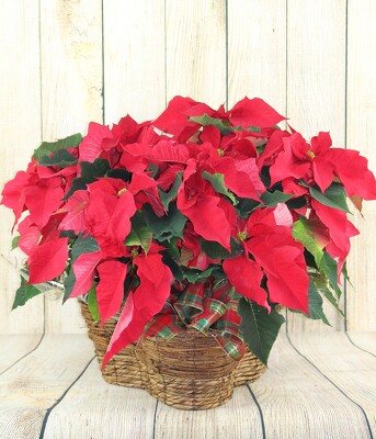 Poinsettia - tripple basket from Flowers by Ray and Sharon in Muskegon, MI